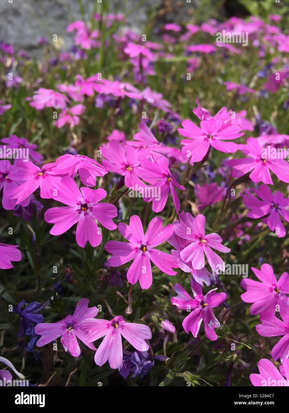 Moss-pink blooming outsides - Smartphone Captured Stock Image