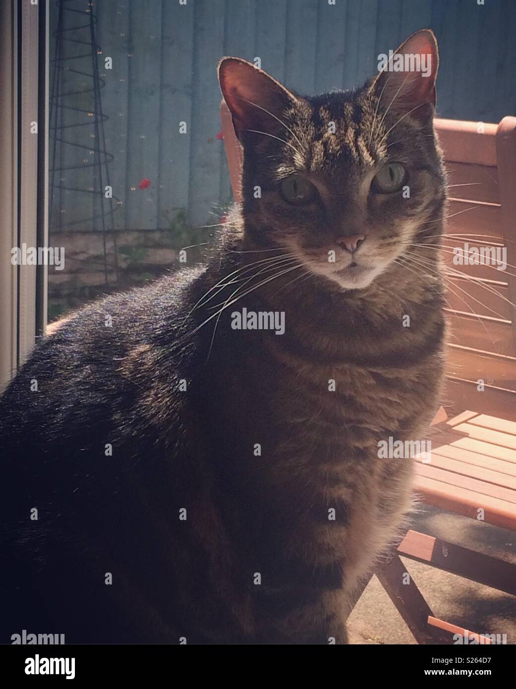 Pretty cat in sunshine Stock Photo
