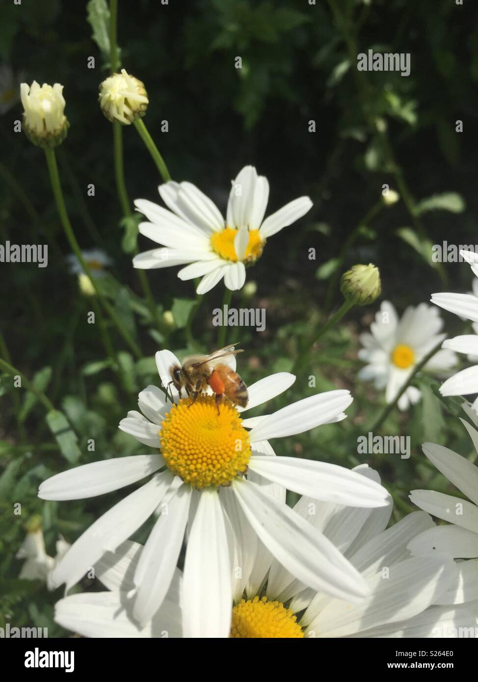 Close up of Daisies Blooming outdoors and honey bee collecting honey Stock Photo