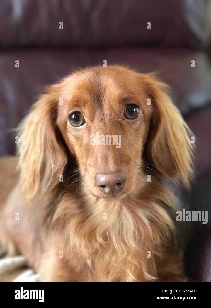 funny pictures of miniature dachshunds