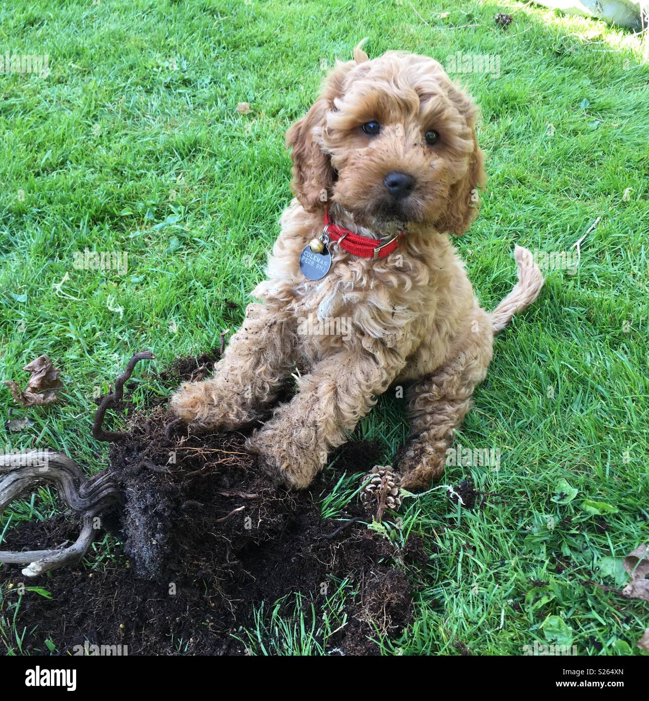 Cockerpoo Puppy High Resolution Stock Photography and Images - Alamy