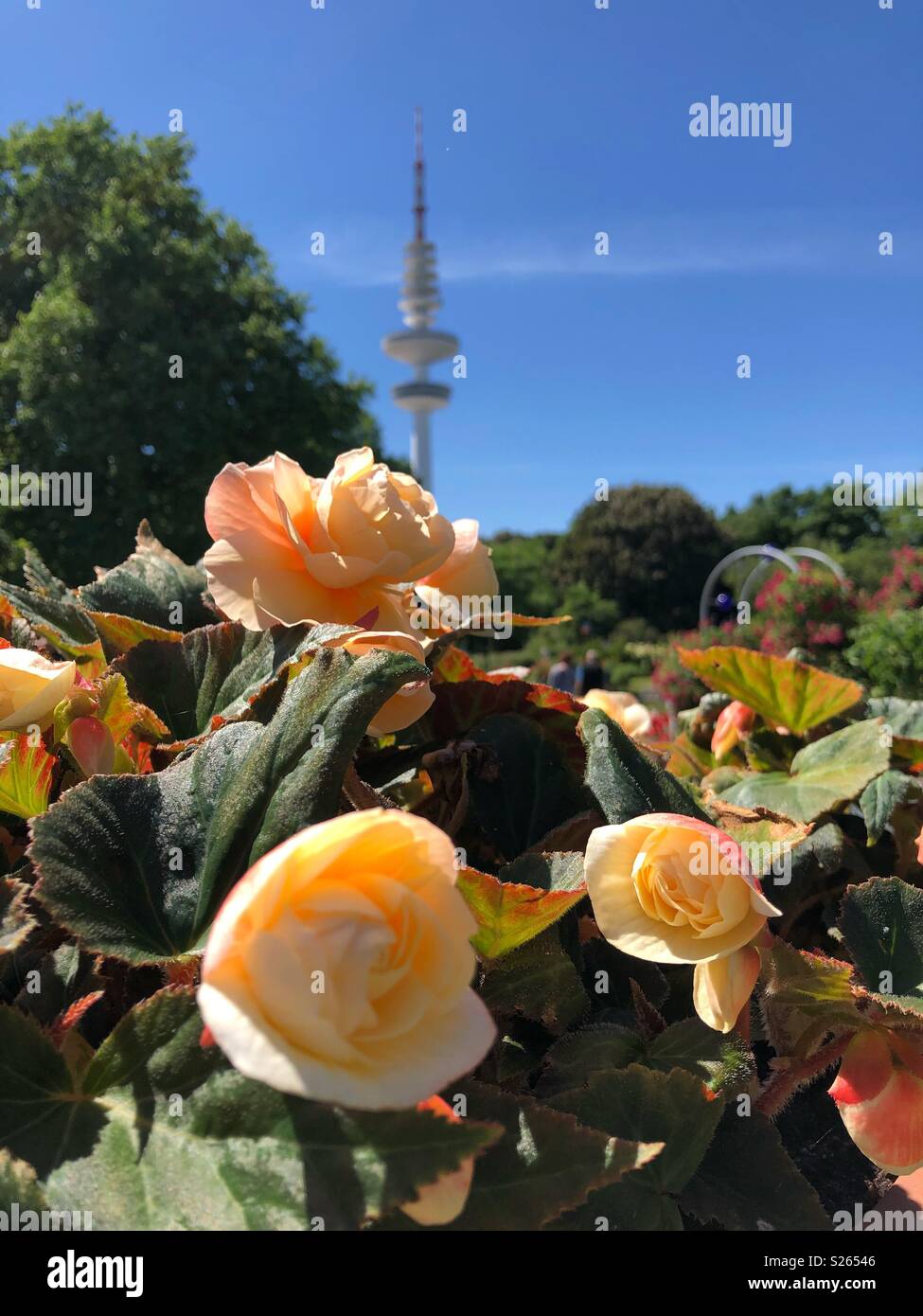 Rose garden in Planten un Blomen, Hamburg’s public park. - Smartphone Captured Stock Image