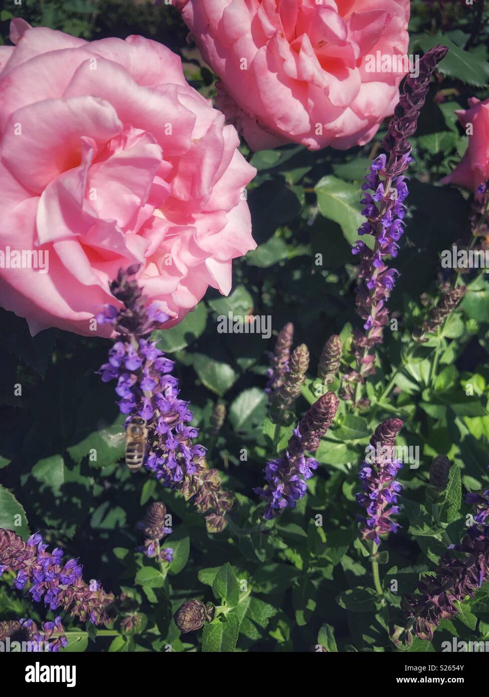 Pink roses in bloom Stock Photo - Alamy