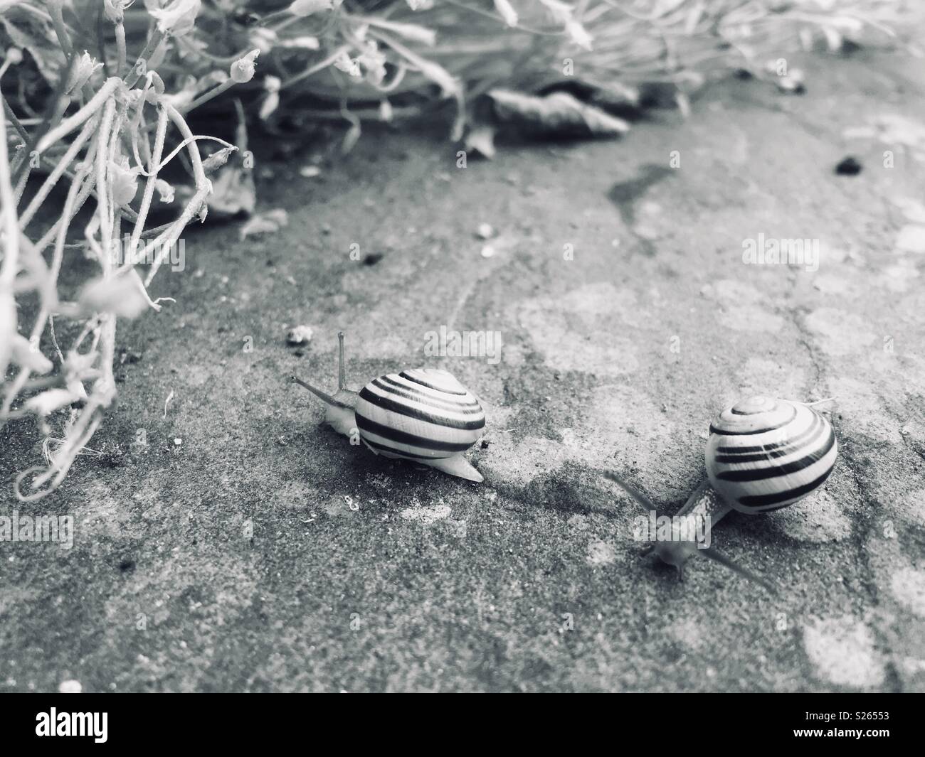 Banded snails hires stock photography and images Alamy