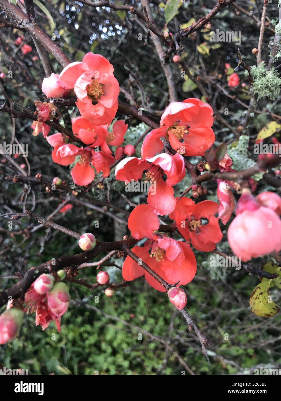 Chaenomeles japonica, Japanese quince, flowering quince, Maule’s quince, blossom and buds Stock Photo