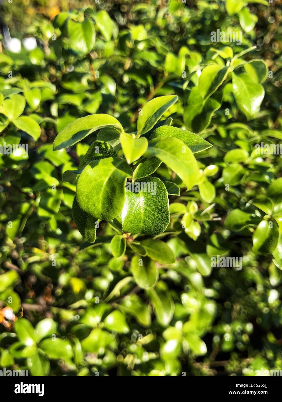 Humanities And Technology Plants Blog Y3 Pittosporum Tenuifolium
