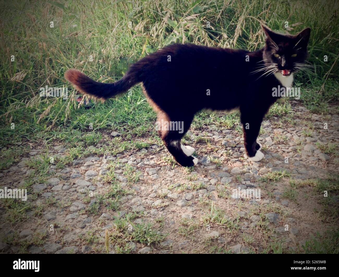 Black and white shorthair tomcat on field path, "speaking" to photographer - Smartphone Captured Stock Image
