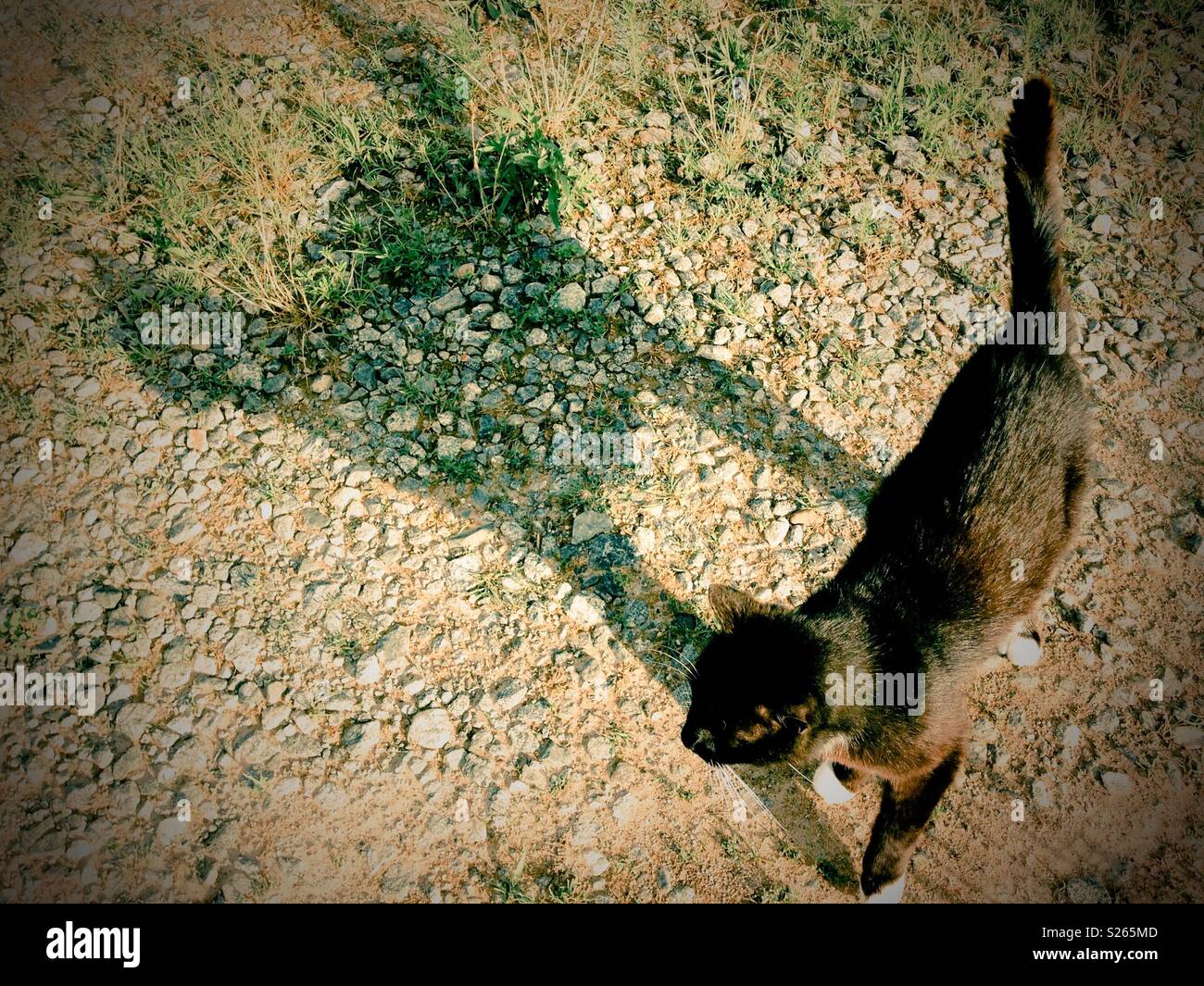 Black tuxedo cat with big shadow on driveway - Smartphone Captured Stock Image