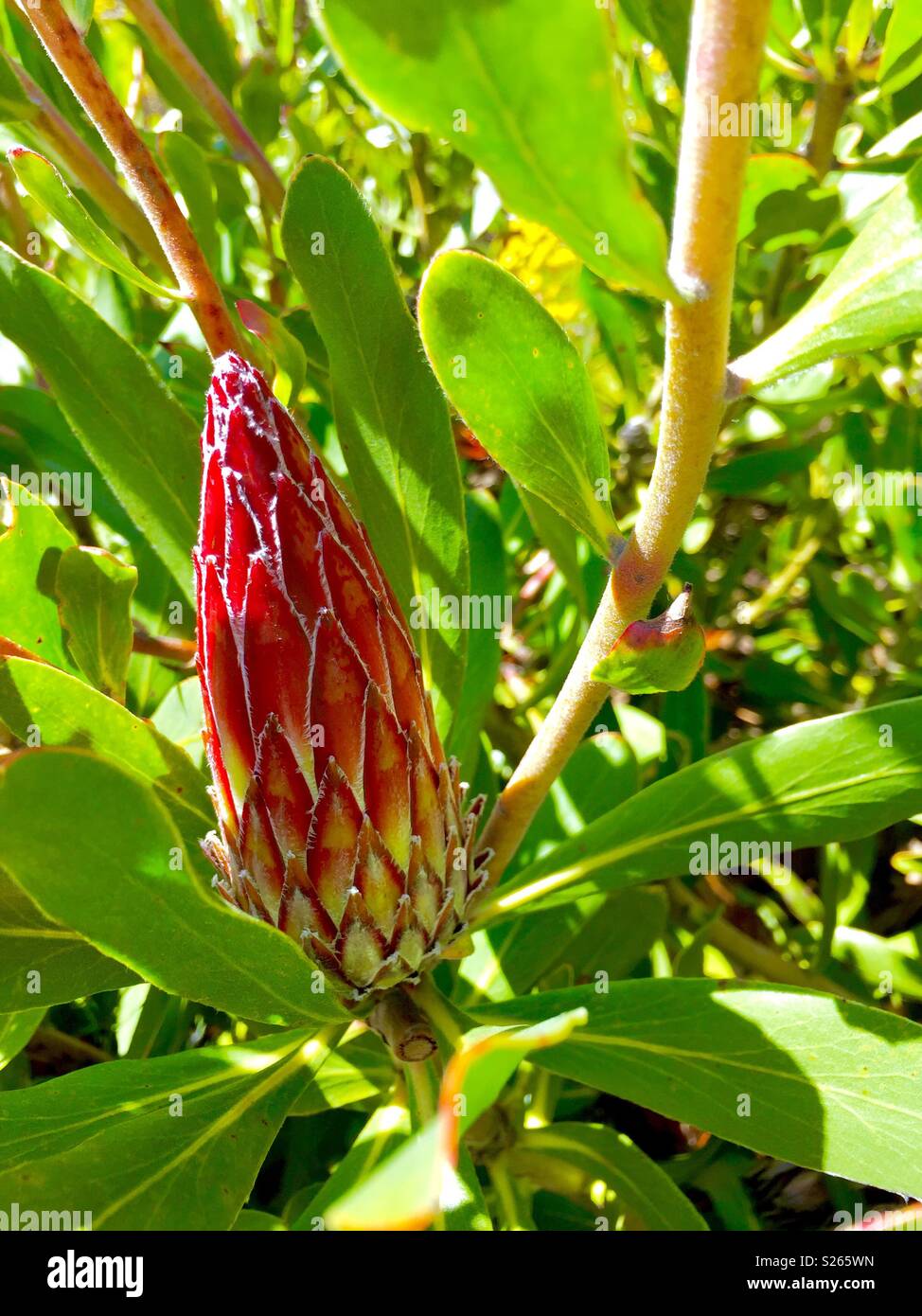 King Protea flower bud. - Smartphone Captured Stock Image