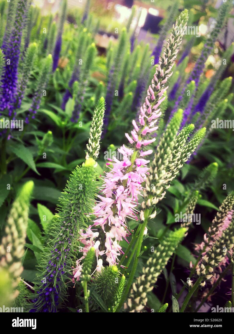 Veronica spicata pink and blue Stock Photo