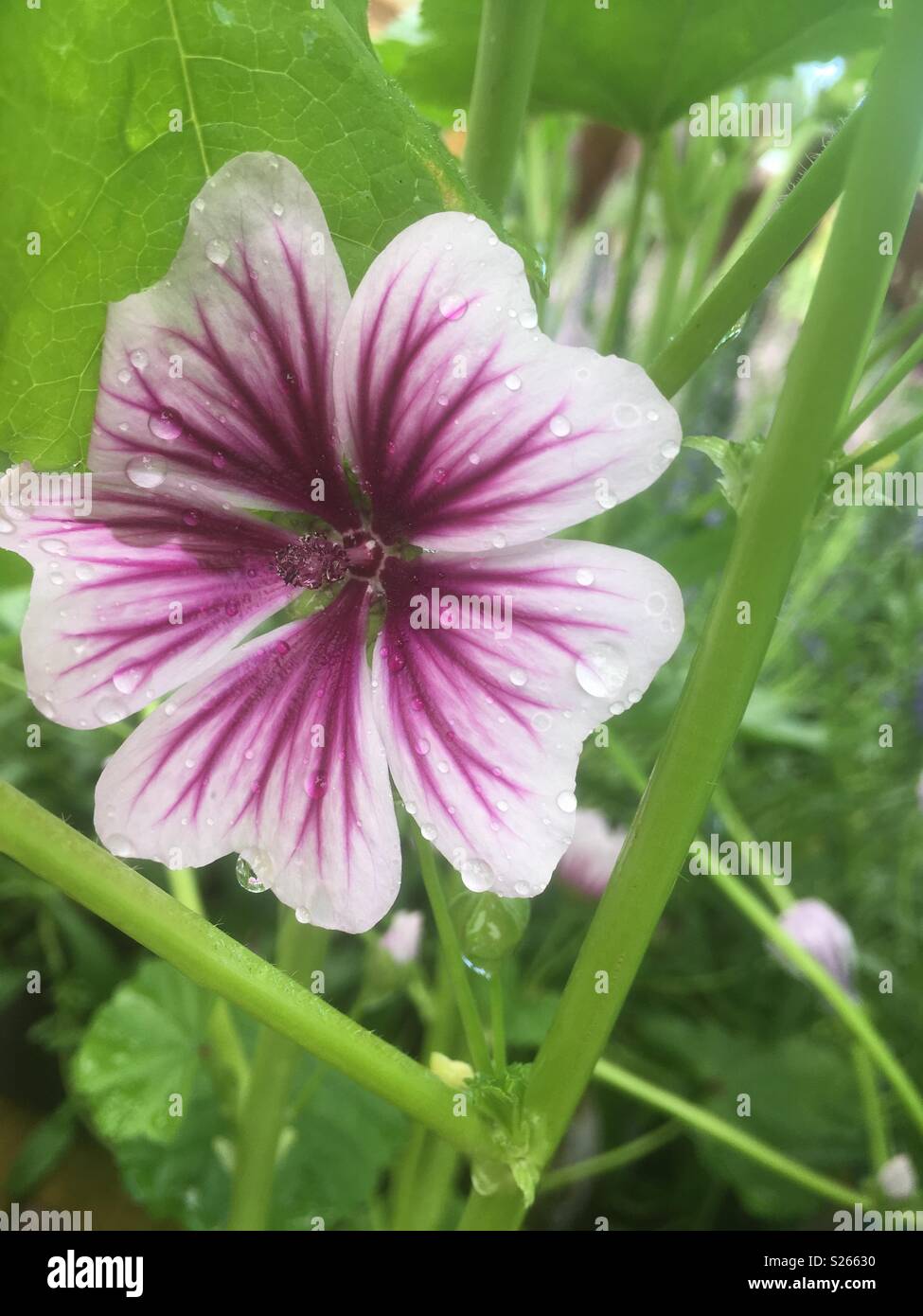 Malva Sylvestris Zebrina Stock Photo