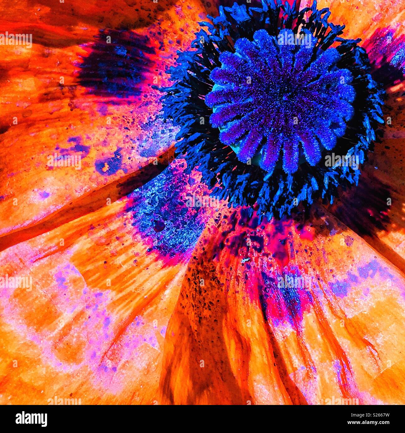 Poppy flower close up. - Smartphone Captured Stock Image