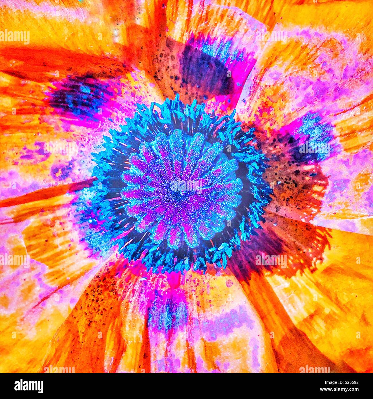 Poppy flower - Smartphone Captured Stock Image