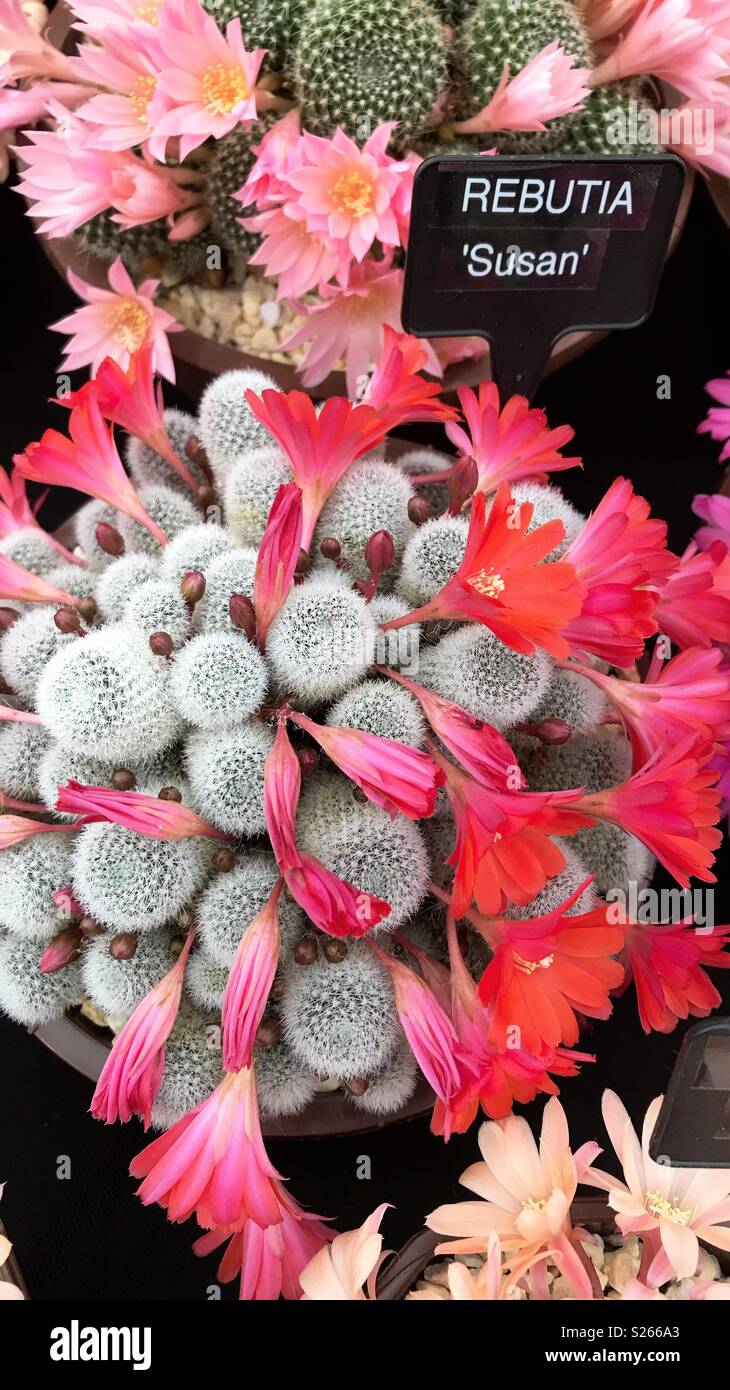Rebutia Cactus at the Malvern Flower Show Stock Photo