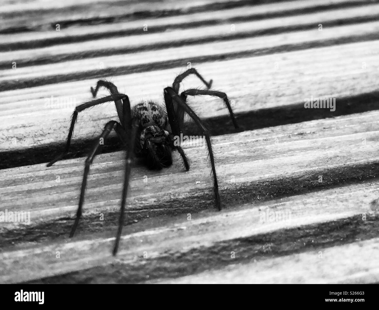 Spider up close Stock Photo - Alamy