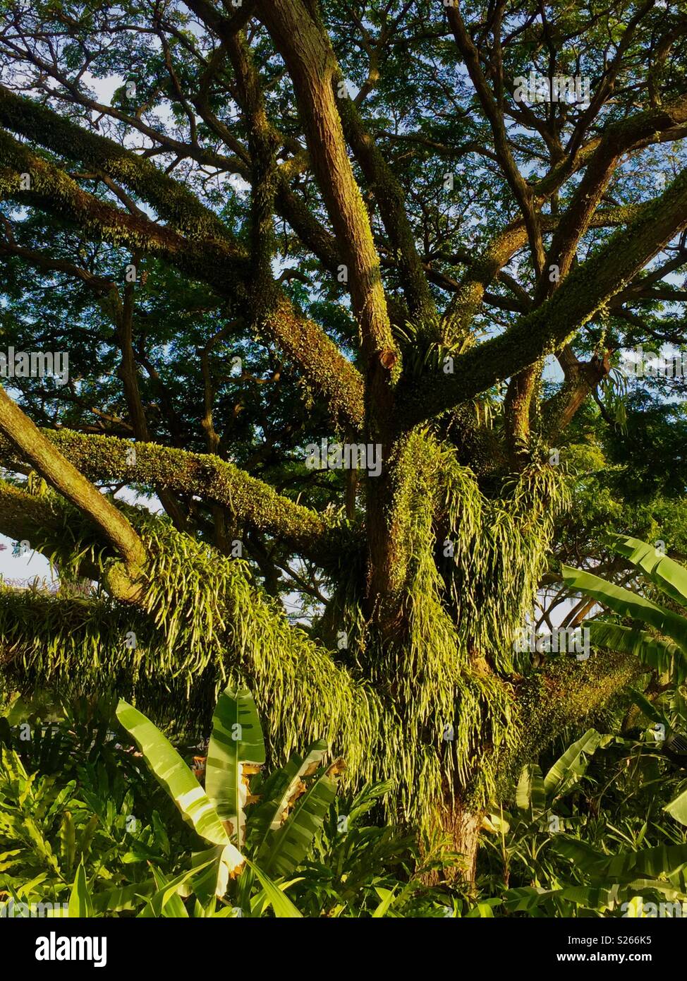 Ferns on tree trunk hires stock photography and images Alamy