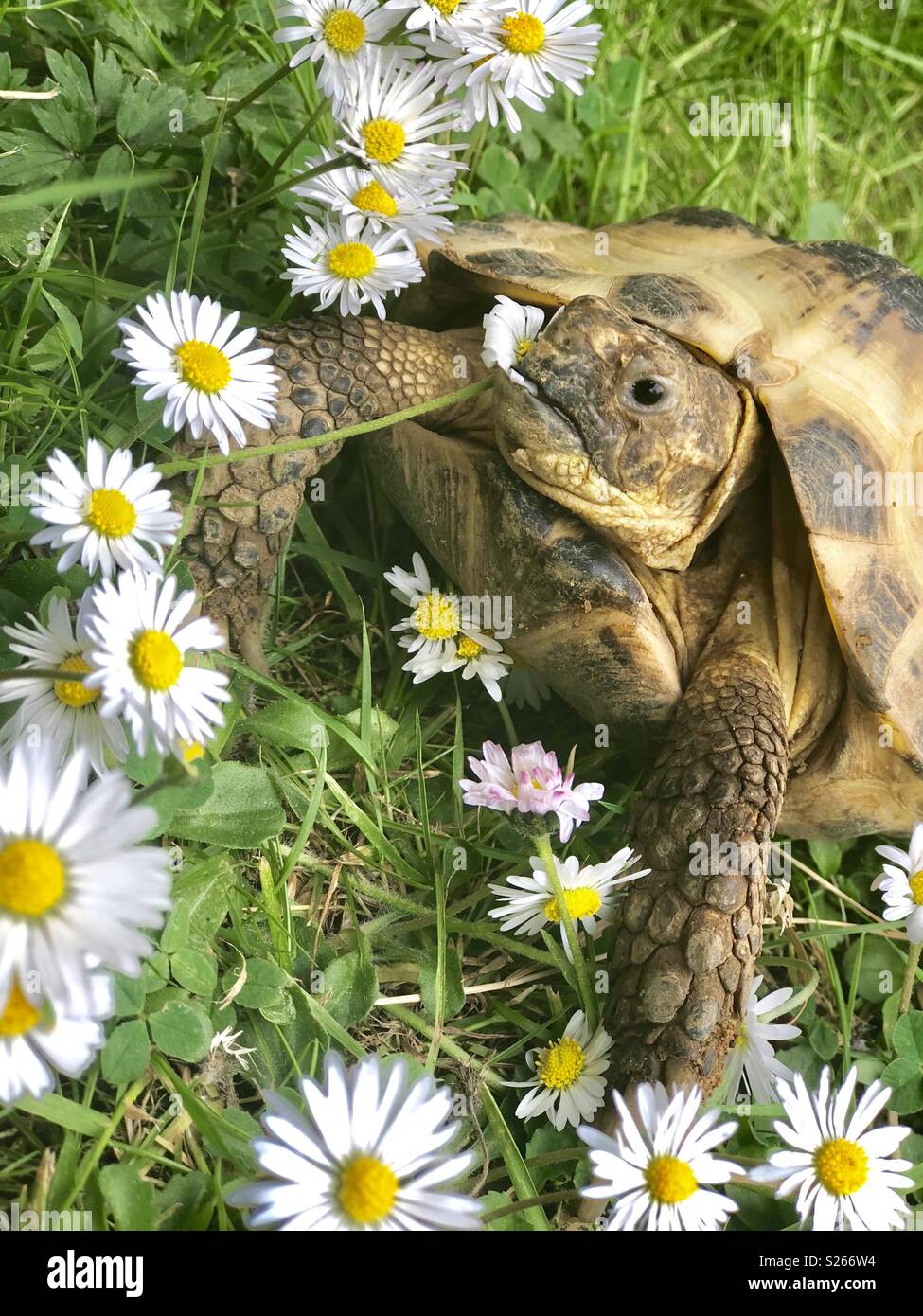 A tortoise eating flowers Stock Photo Alamy