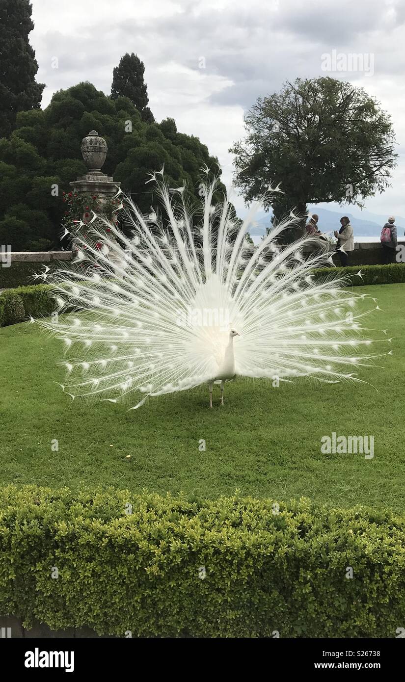 White peacock at Isola Bella, one of the Borromean Islands of Italy, with Lake Maggiore in the background. - Smartphone Captured Stock Image
