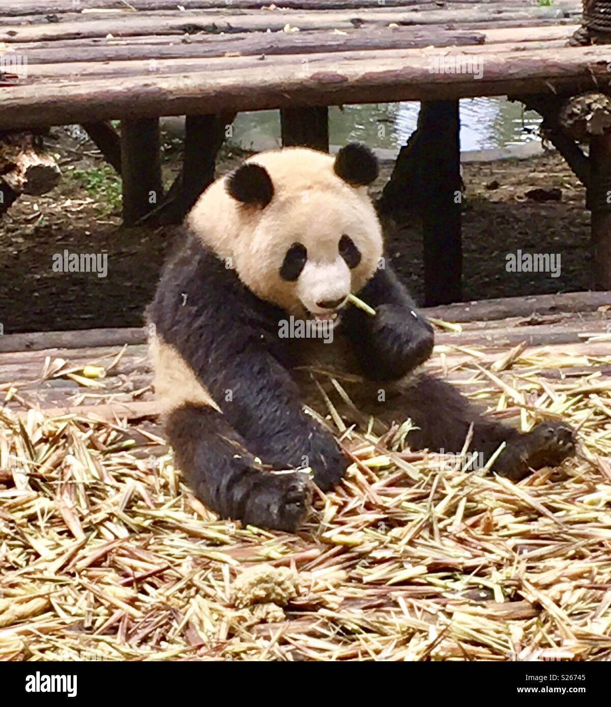Chengdu panda base - Smartphone Captured Stock Image