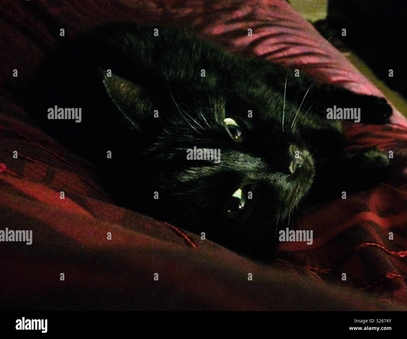 Butter wouldn’t melt in her mouth Stock Photo Alamy