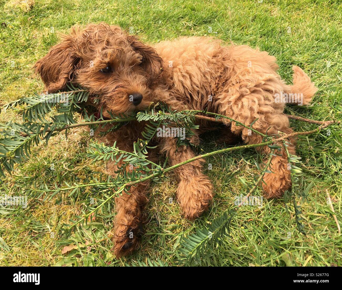 Cockerpoo hi-res stock photography and images - Alamy