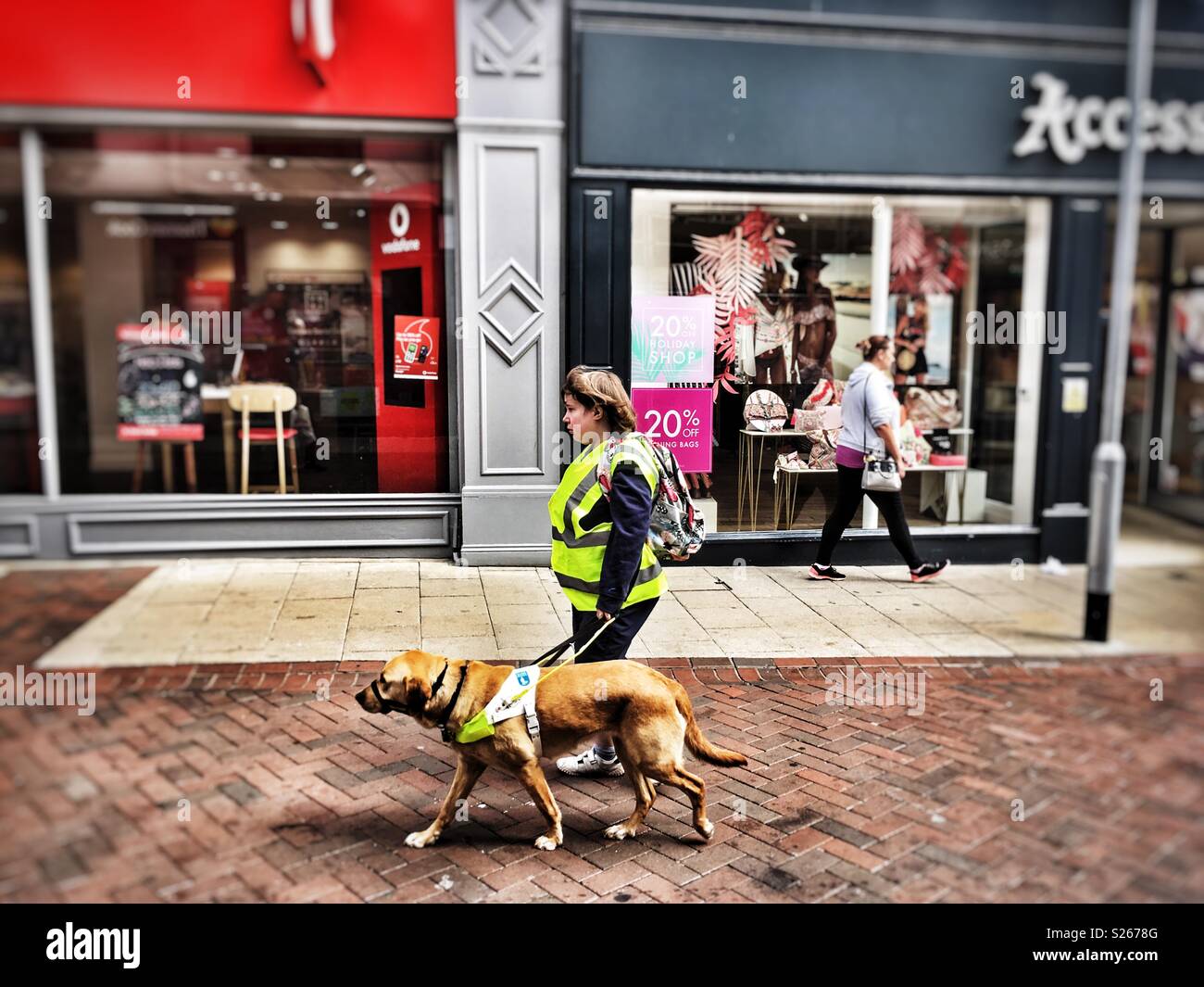 Guide dog under training - Smartphone Captured Stock Image