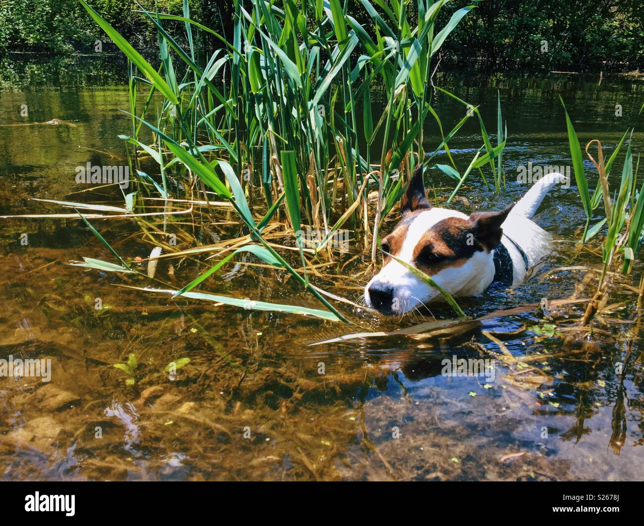 Dog swimming amongst reeds in a small lake on a sunny day. - Smartphone Captured Stock Image