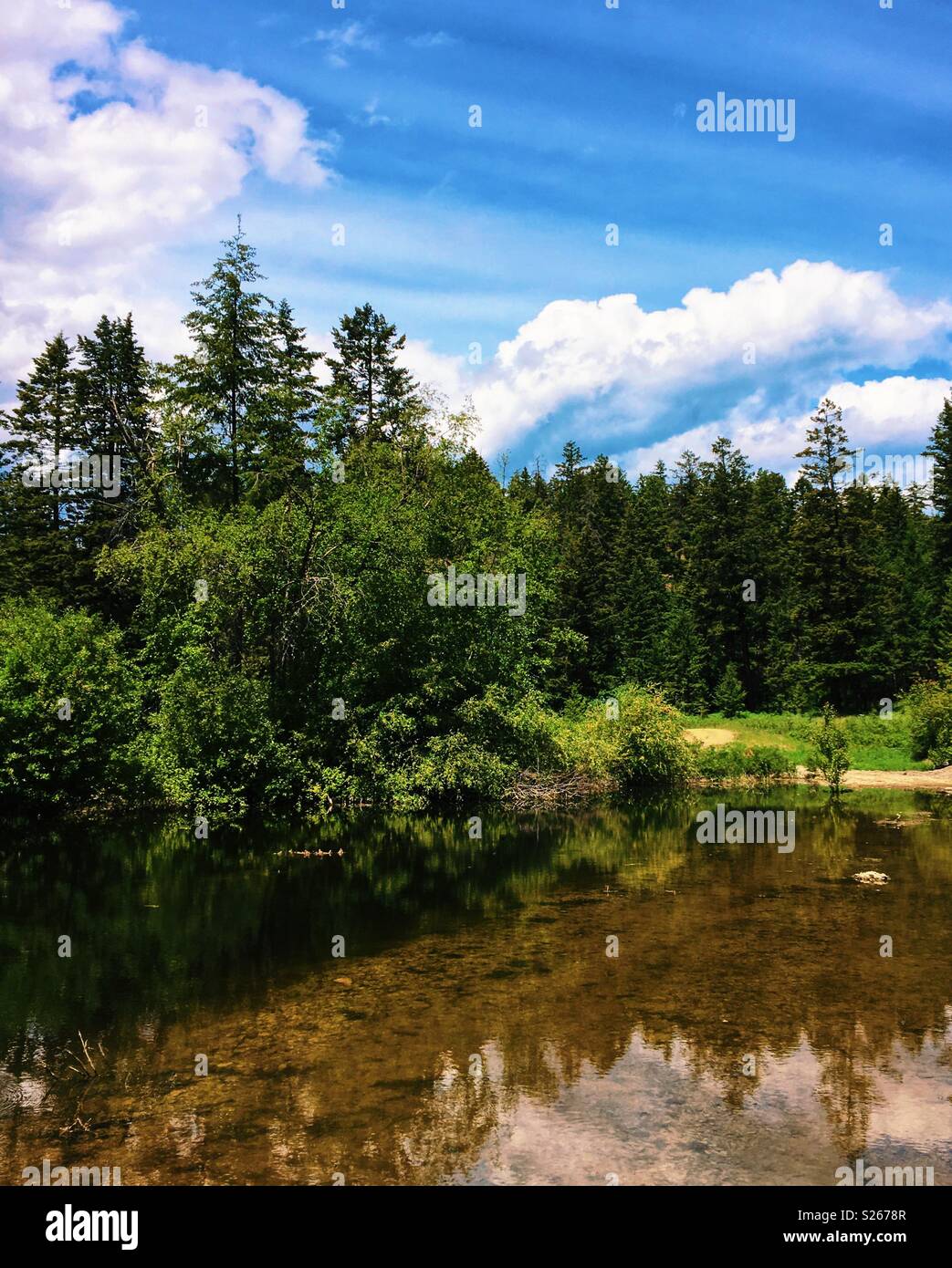Small pond in a forest amongst trees on a sunny day Stock Photo - Alamy