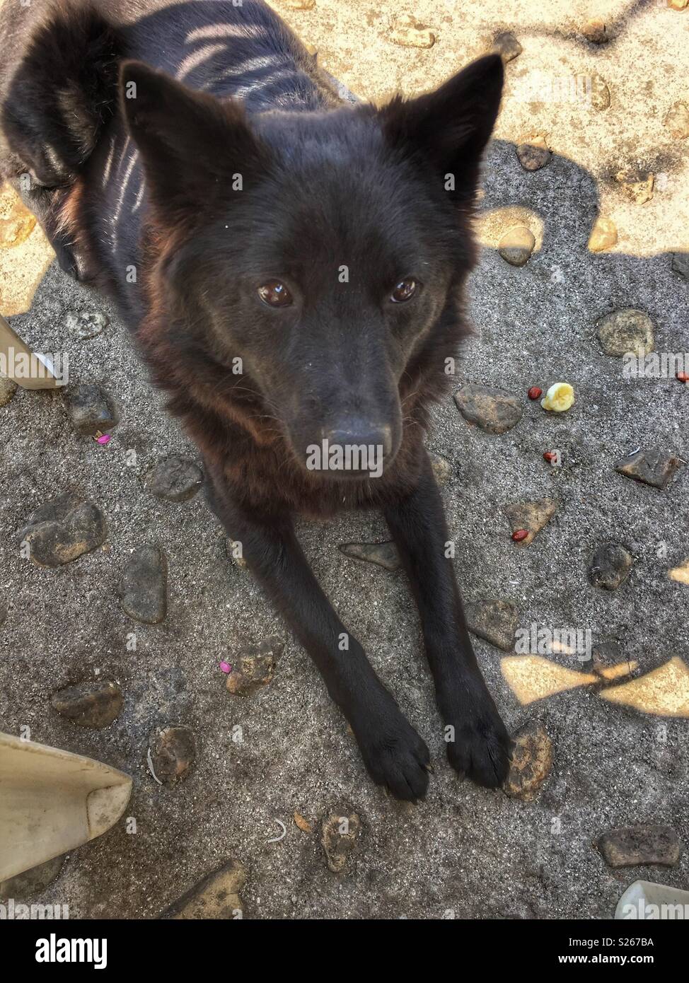 Black dog patiently waiting for some food scraps. - Smartphone Captured Stock Image