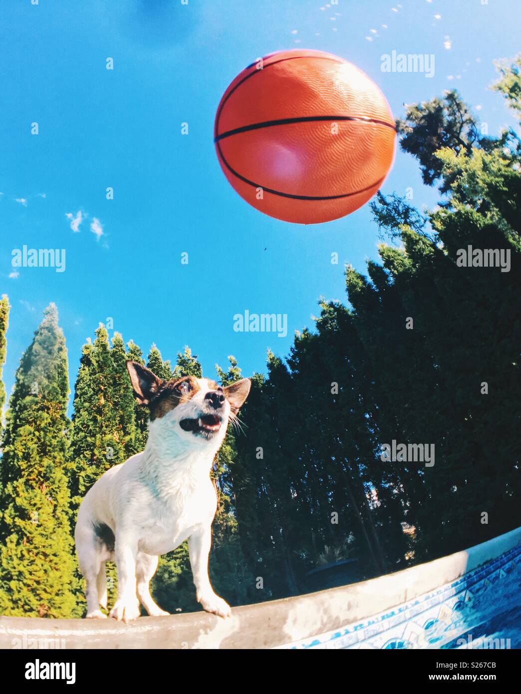 Jack Russell Terrier dog standing at the edge of a swimming pool intensely looking at a basketball heading towards her. Stock Photo