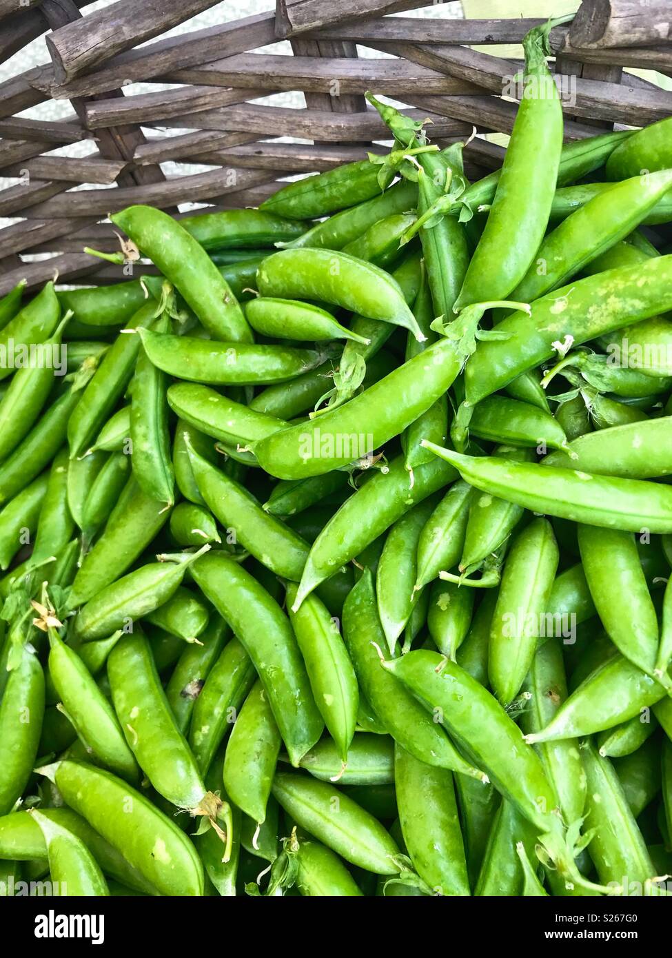Willow basket with snap peas - Smartphone Captured Stock Image