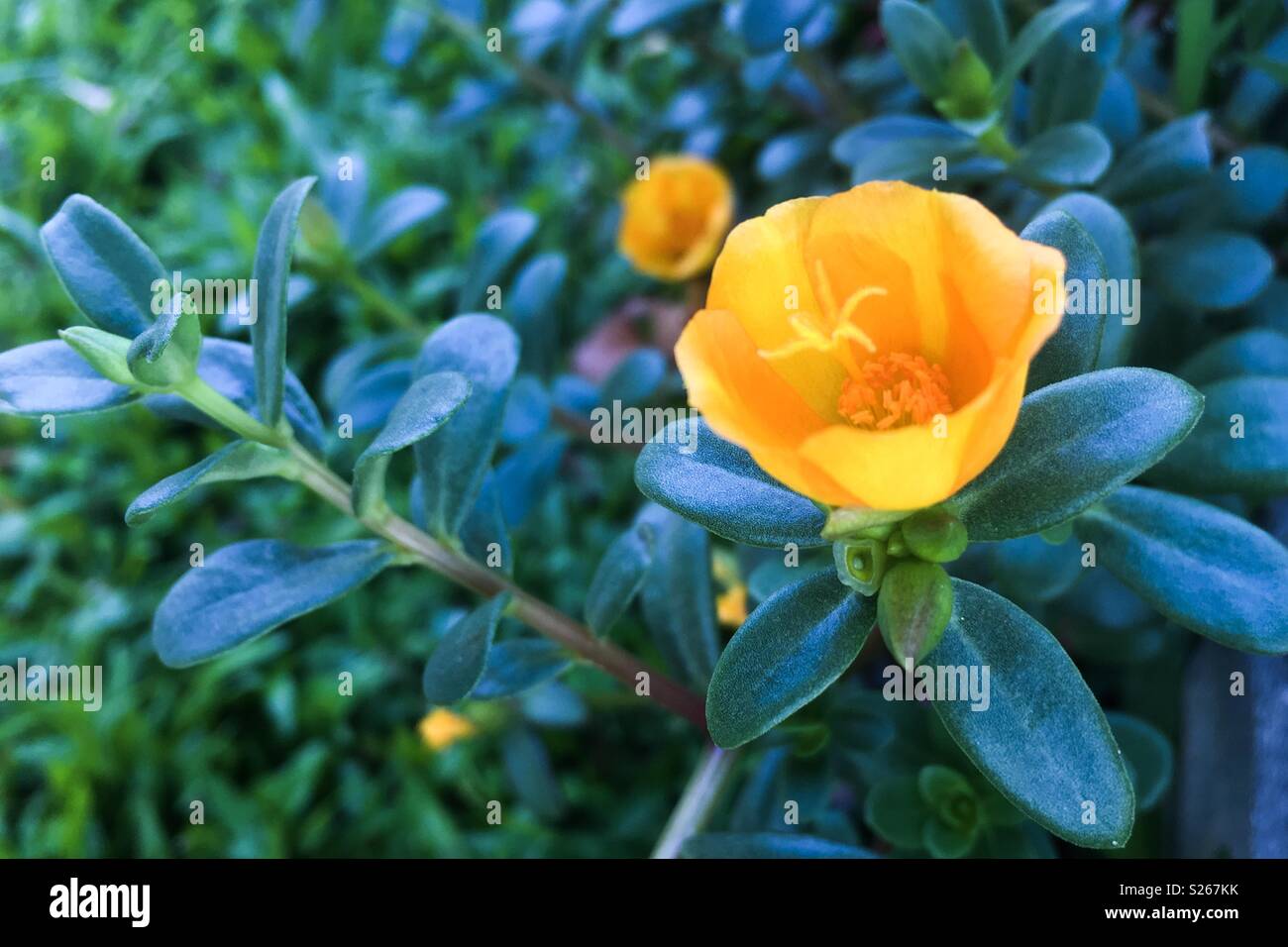Rio yellow purslane hires stock photography and images Alamy