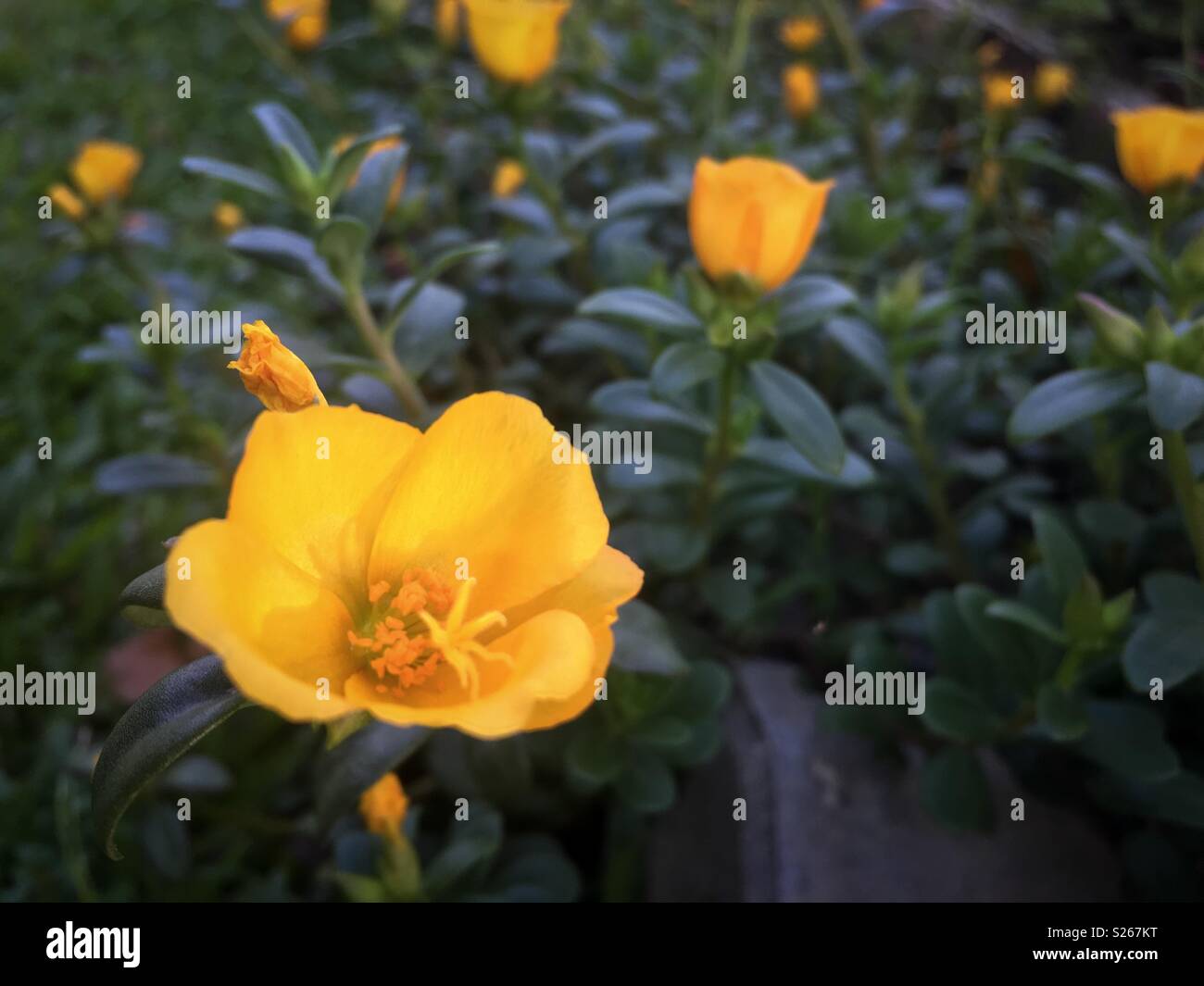 Luminous Rio yellow purslane (Portulaca oleracea) flowers blooming and