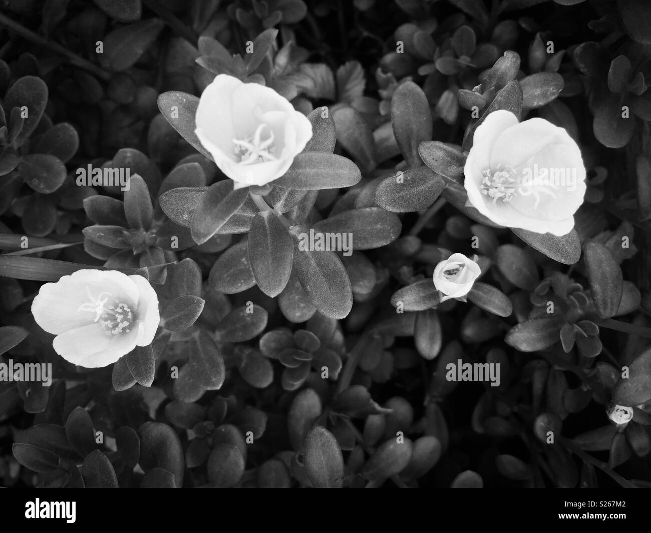 High angle view of three luminous Rio yellow purslane (Portulaca oleracea) flower blossoms and a couple of flower buds lighting up a garden, in black and white photo. Stock Photo