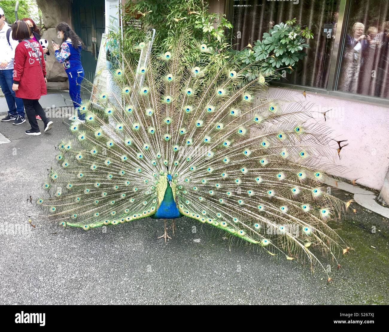 Peacock Chengdu panda base China - Smartphone Captured Stock Image