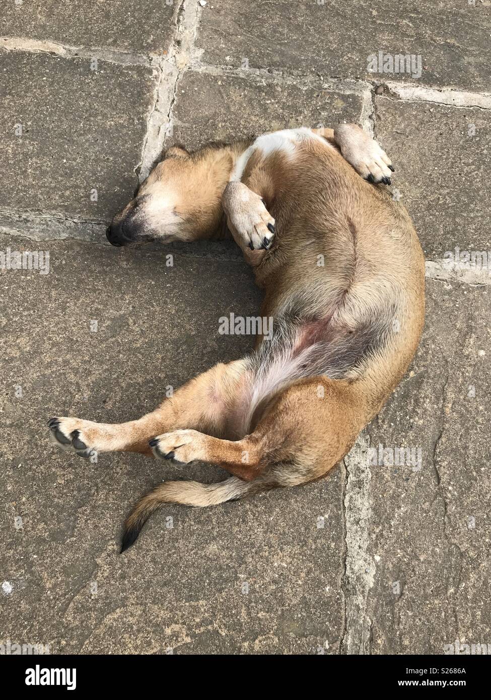Dog lying on stomach hires stock photography and images Alamy