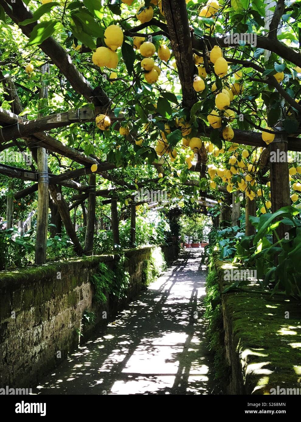 Lemon grove at a limoncello factory in Sorrento, Italy Stock Photo - Alamy