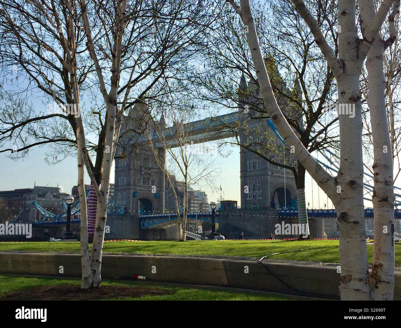 Tower Bridge London seen through birch trees - Smartphone Captured Stock Image