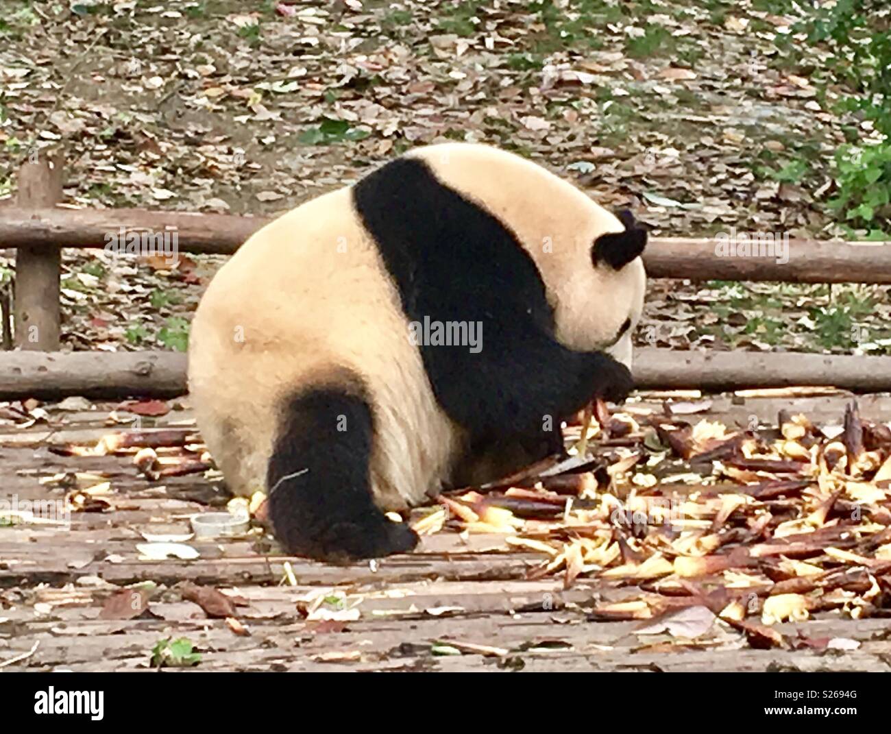Chengdu panda base - Smartphone Captured Stock Image