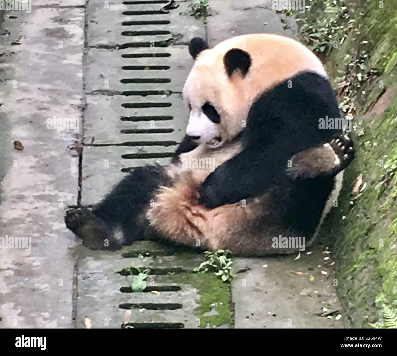 Chengdu panda base - Smartphone Captured Stock Image