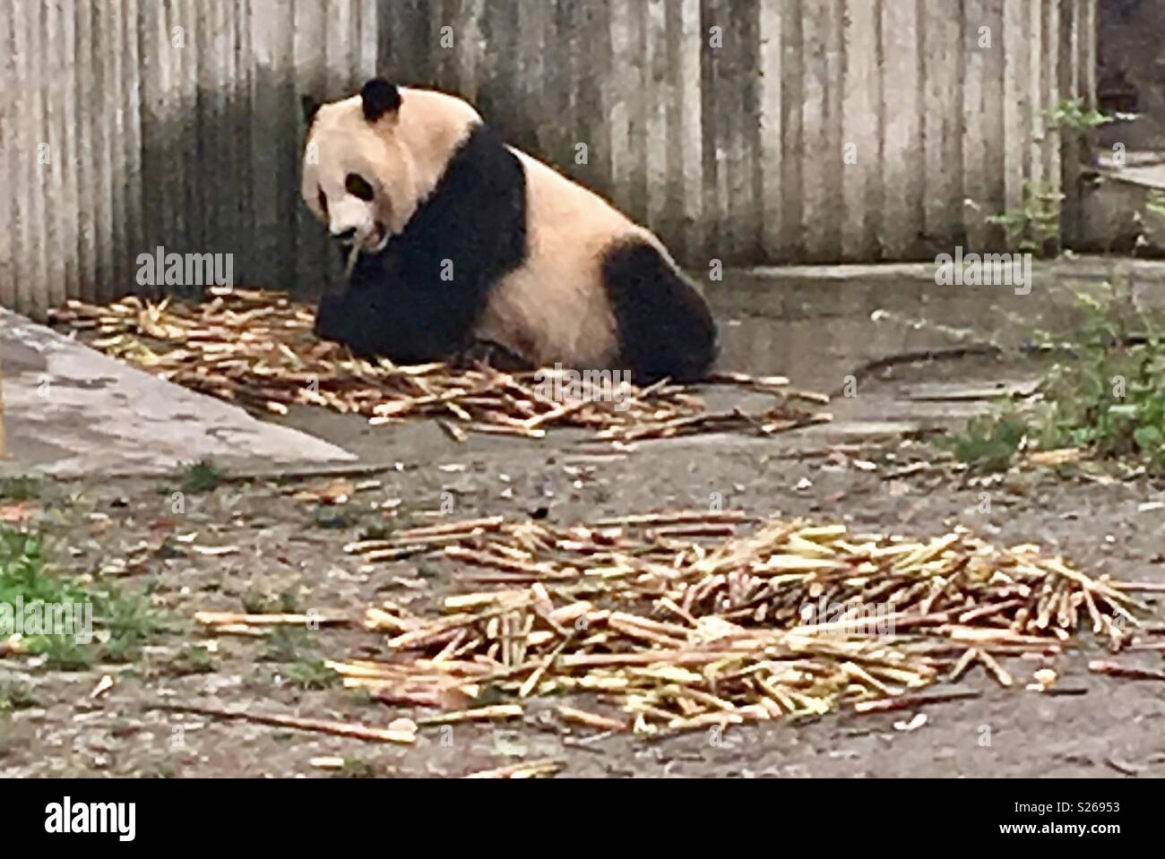 Chengdu panda base - Smartphone Captured Stock Image