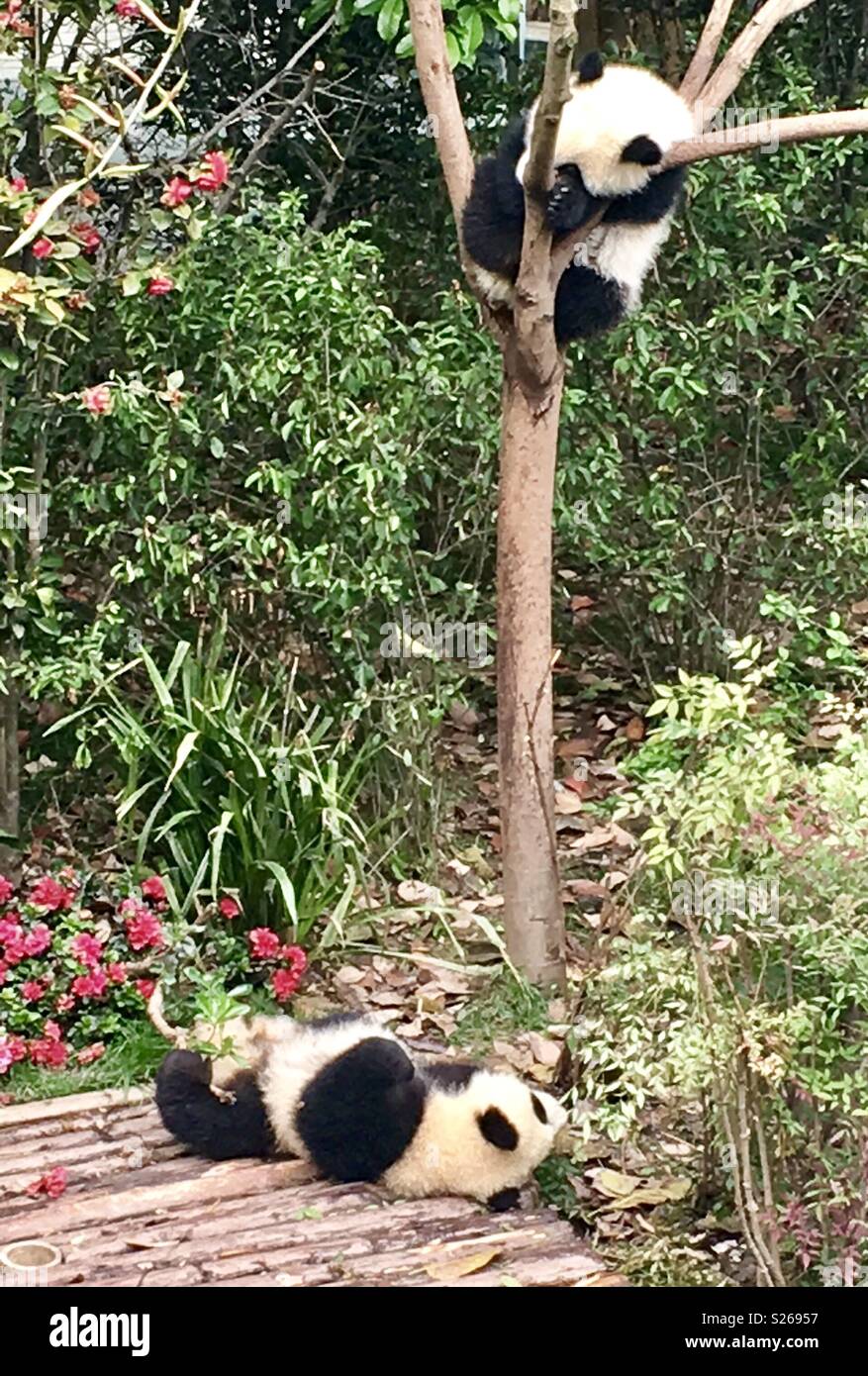 Chengdu panda base - Smartphone Captured Stock Image