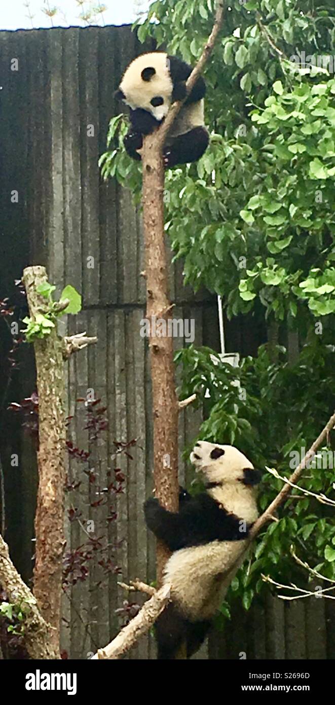 Chengdu panda base - Smartphone Captured Stock Image
