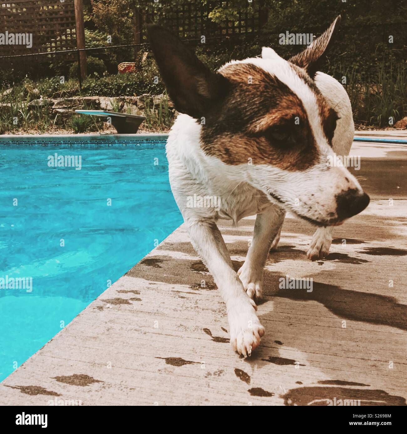 Jack Russell Terrier dog walking along the edge of an outdoor swimming pool. Square crop. Stock Photo