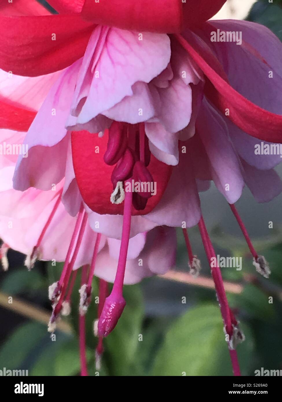 A fuschia Stock Photo