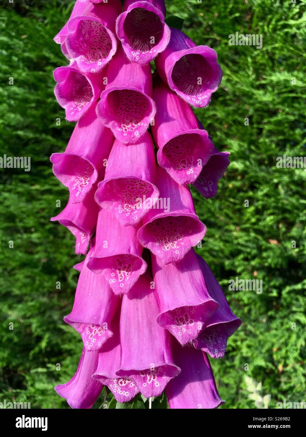 Foxglove flower Stock Photo