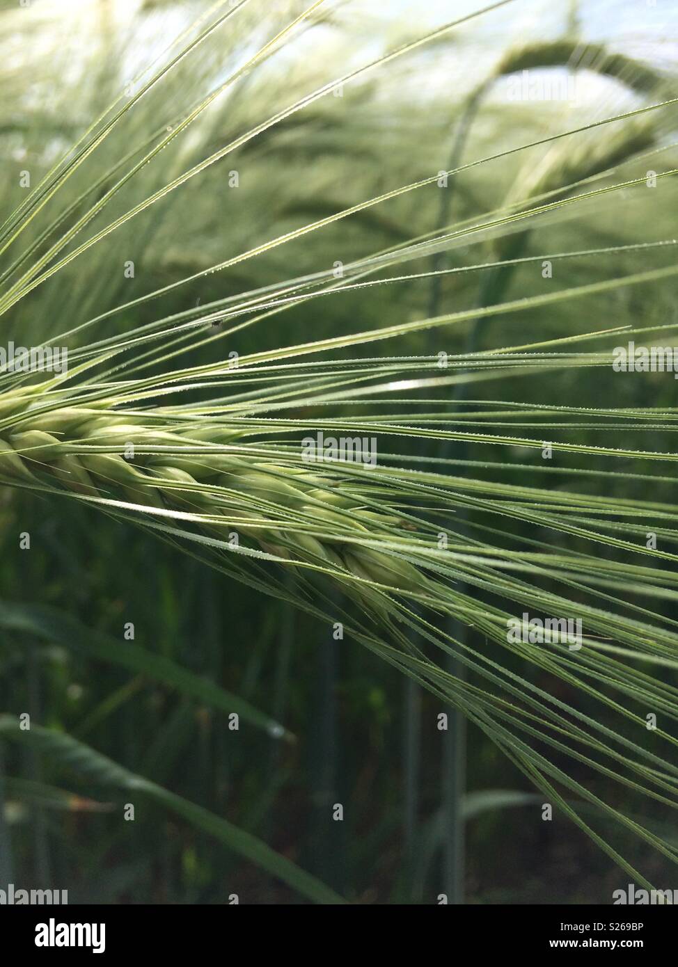 Close up of barleys awns Stock Photo