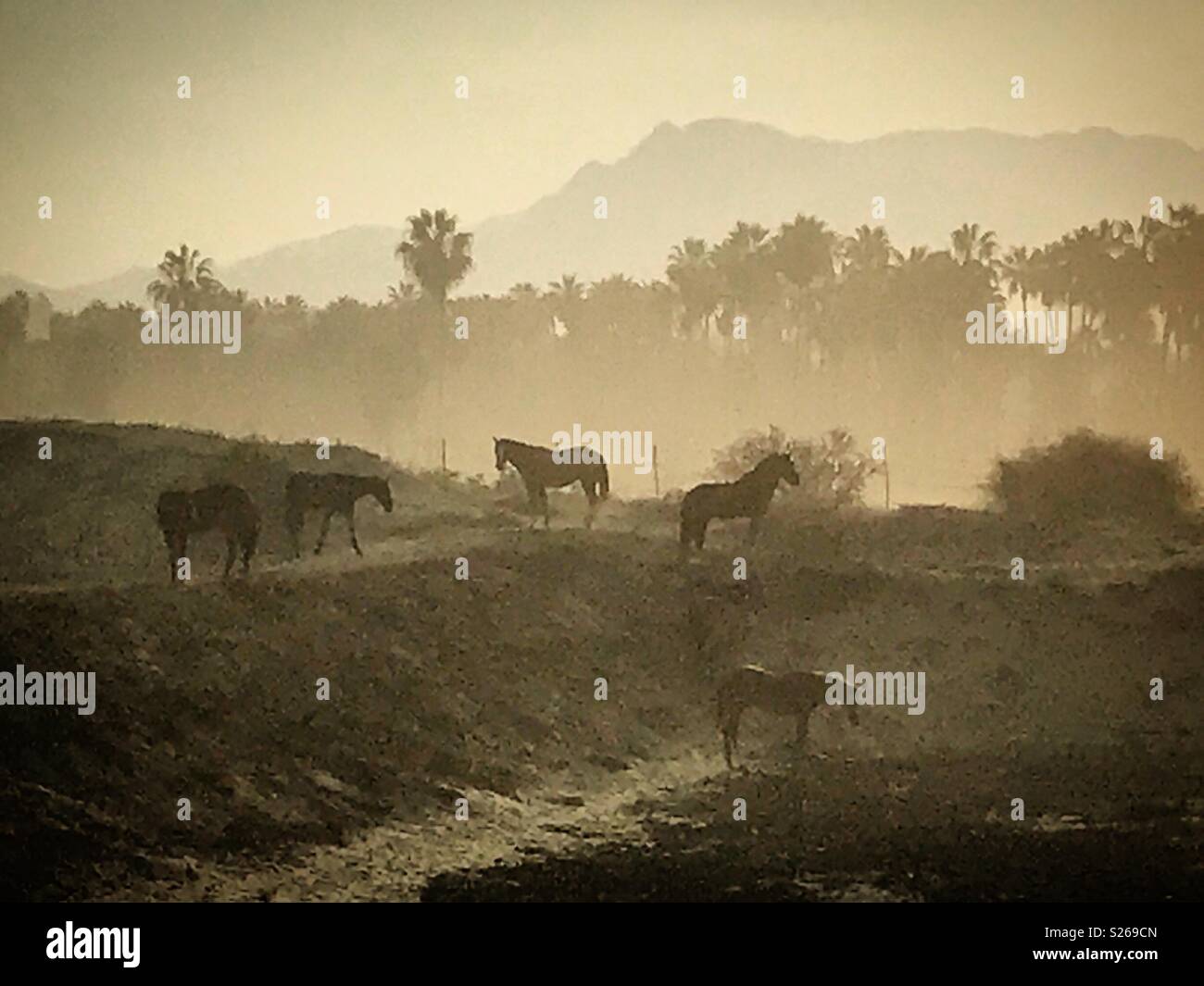 Horses graze at sunrise in Todos Santos, Baja California, Mexico - Smartphone Captured Stock Image
