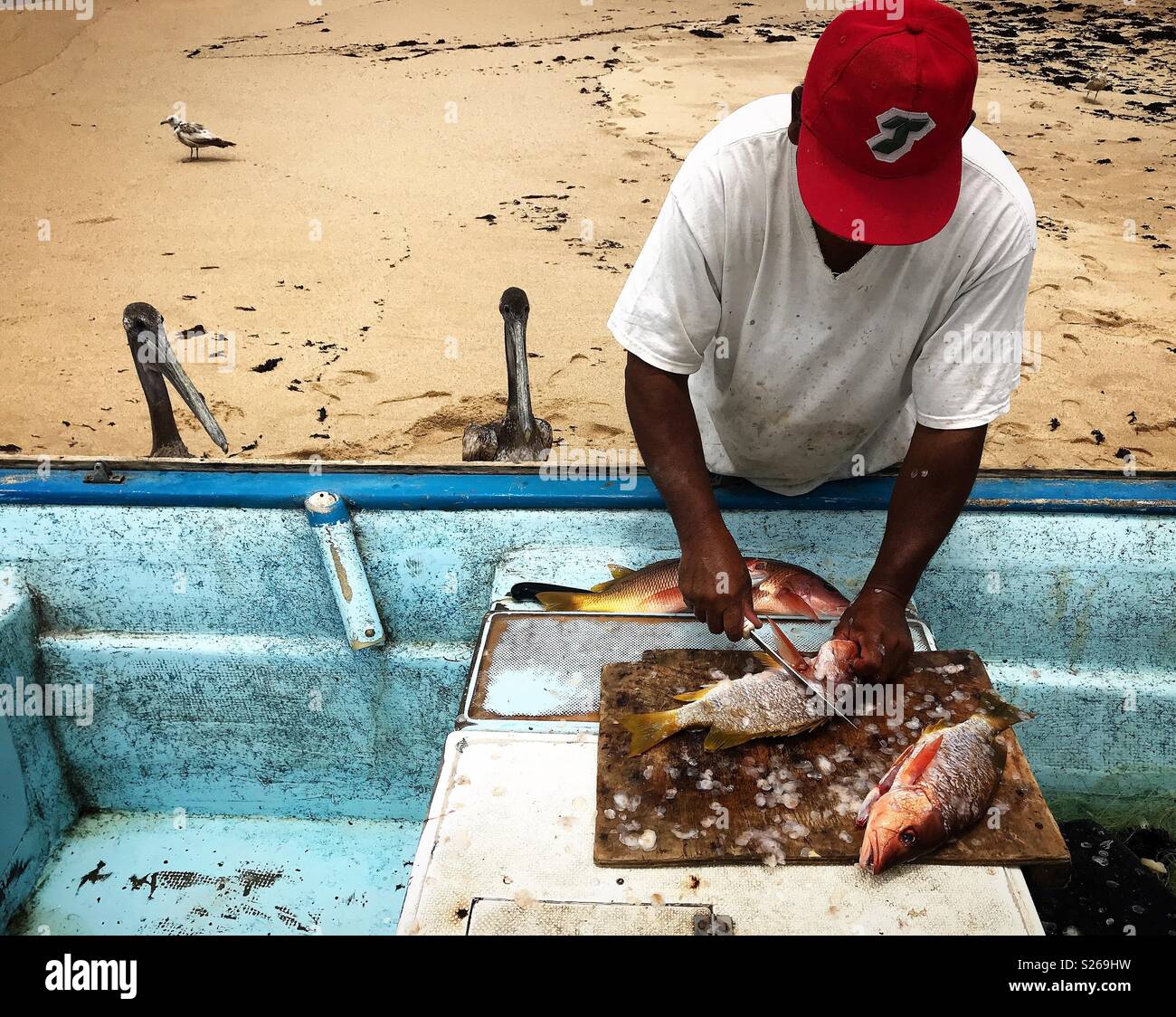 Pelicans wait for food as a fisherman prepares fresh fish in Todos Santos, Baja California, Mexico - Smartphone Captured Stock Image