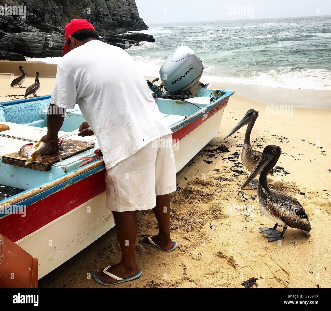Pelicans wait for rests of fish while a fisherman prepares fish for sale in  Todos Santos, Baja California, Mexico - Smartphone Captured Stock Image